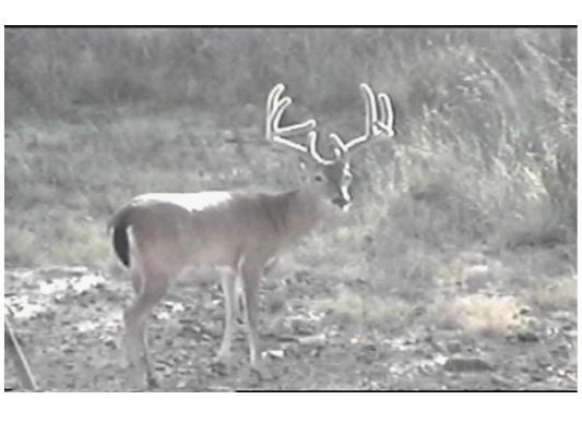 Blucher_Big_Deer_small