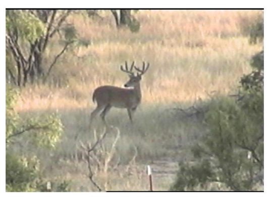 DW_CLASSIC_DEER_small