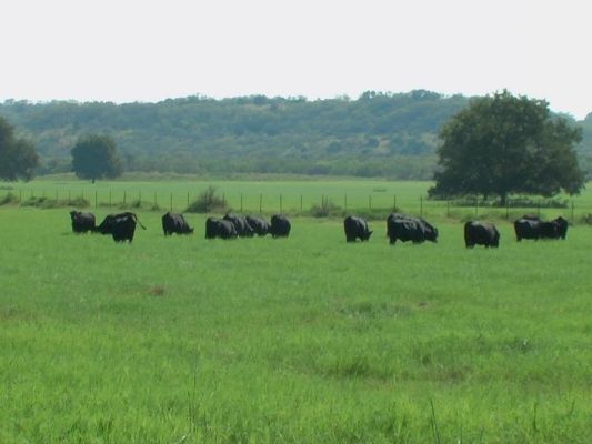 HeifersOnCoastalSmall
