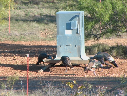 Turkeys_small