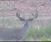 first_shot_rear_view_horns