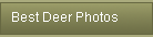 Best Deer Photos